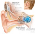 Audiología